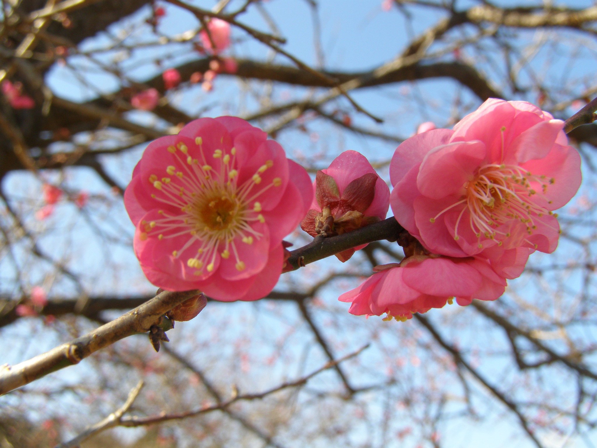 Podivejte Se Na Tweet Uzivatele Ibaraki Kouhou Na Twitteru Twitter