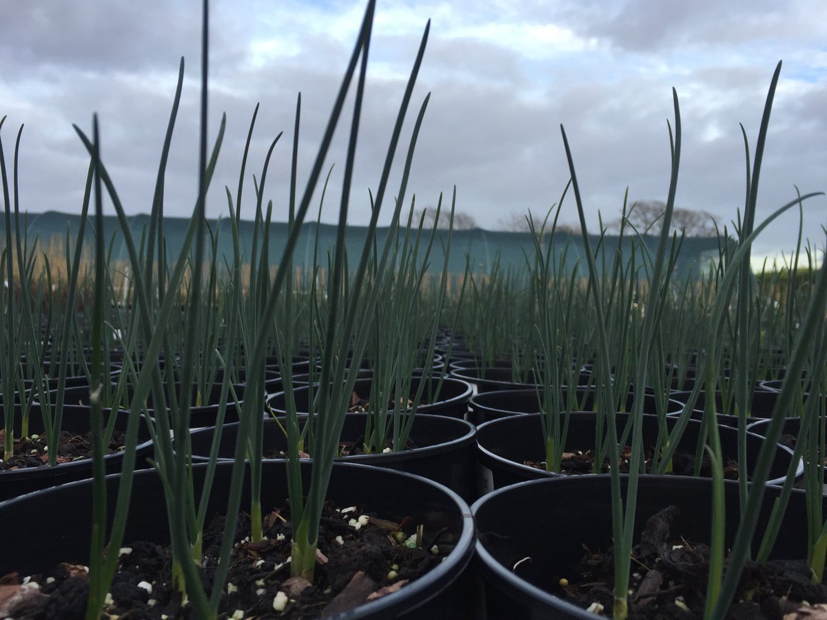 Some of us don't always get around to being able to order bare #Allium bulbs in autumn, so we pot up a few to help out. From humble drumsticks to towering Mont Blanc, have a look at our #AVlist if you find yourself with a gap in your border. #summerbulbs  ow.ly/BloX30ilHeV