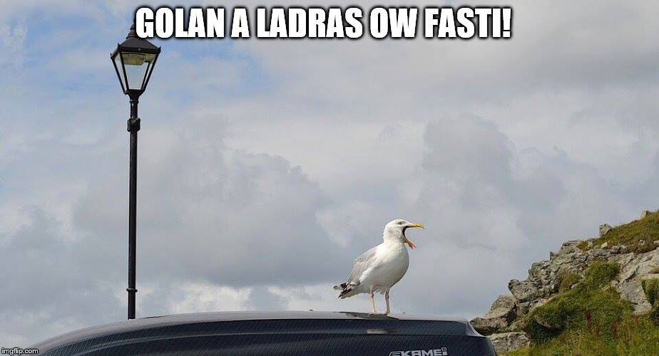 KapnPol's tweet photo. Golan a ladras ow fasti!
Seagull nicked my pasty! #CornishProblems https://t.co/RGk0faqTiS