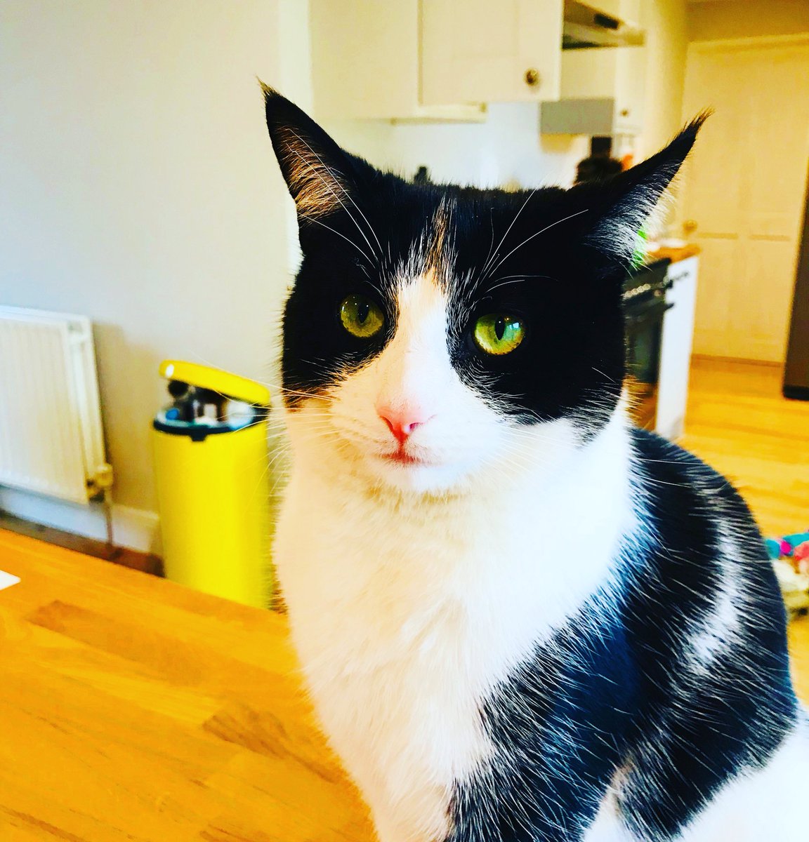 KatieOldhaus's tweet photo. Good morning. I have a very sinister looking cat watching me this morning before I go and crack on with orders! 😂😳😹😻 #boothecat #catlover #ilovemycat #smallbusiness https://t.co/exHzzGwlaU