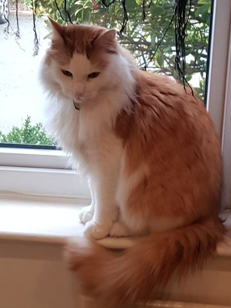 MortyMatters's tweet image. #windowcat #CatsOfTwitter #cats