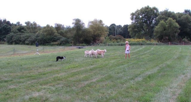 FromTheMystery's tweet image. Step 46-23 Your vehicle...fully adequate to accomplish the task that is yours to accomplish. In accepting its limitations, you can understand its mechanism and learn to work with it #constructively. Then it is no longer a limitation but a form of joyful... buff.ly/2F1WkI1