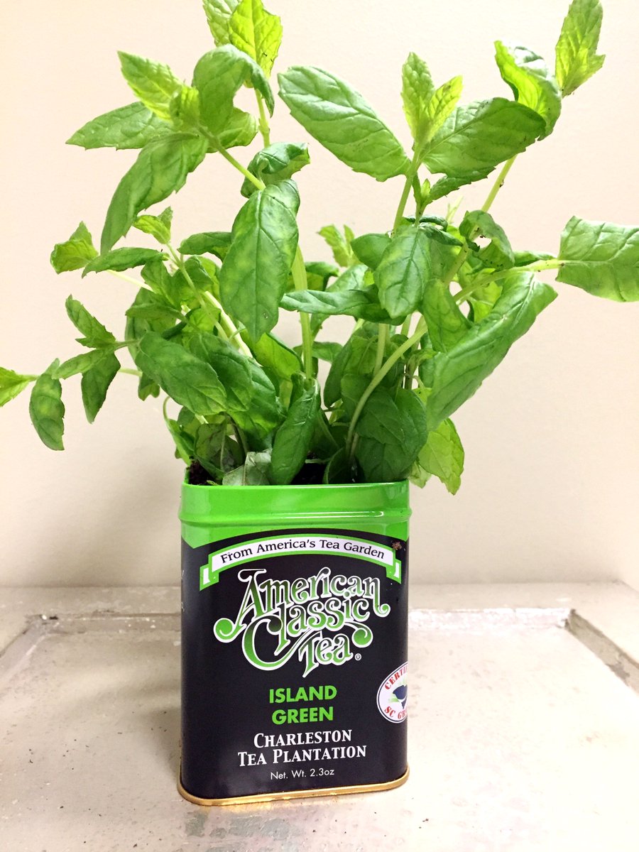 bigelowtea's tweet photo. Turn your used tea tins into a planter... Check out our upcycled Mint plant tea tin planter! https://t.co/HqYQjph7aq