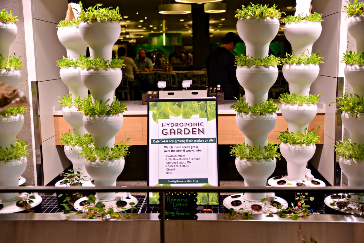 CREMicrosoft's tweet photo. A segment of our dining system that we are particularly thrilled about is our urban farming program. We use hydroponic towers to grow fresh greens inside Microsoft that are served every day at all our cafes! How cool is that?! #WhatisCRE #Microsoftlife #DingingatMicrosoft https://t.co/87jbTMrHQI