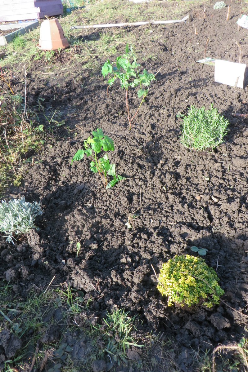 WeyesCNE's tweet photo. Our first WEYES Allotment session with young people. We planted a variety of herbs, fruit bushes and flowers to attract bees and butterflies. https://t.co/ymZNMU1Aa8