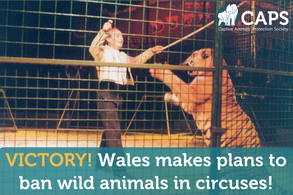 freeanimalsuk's tweet image. BREAKING: Wales announce intentions to ban wild animals in circuses!

This is amazing news, especially following Scotland's commitment to ban last Christmas. When will the rest of the UK follow?

Find out more: bit.ly/2C0FASY