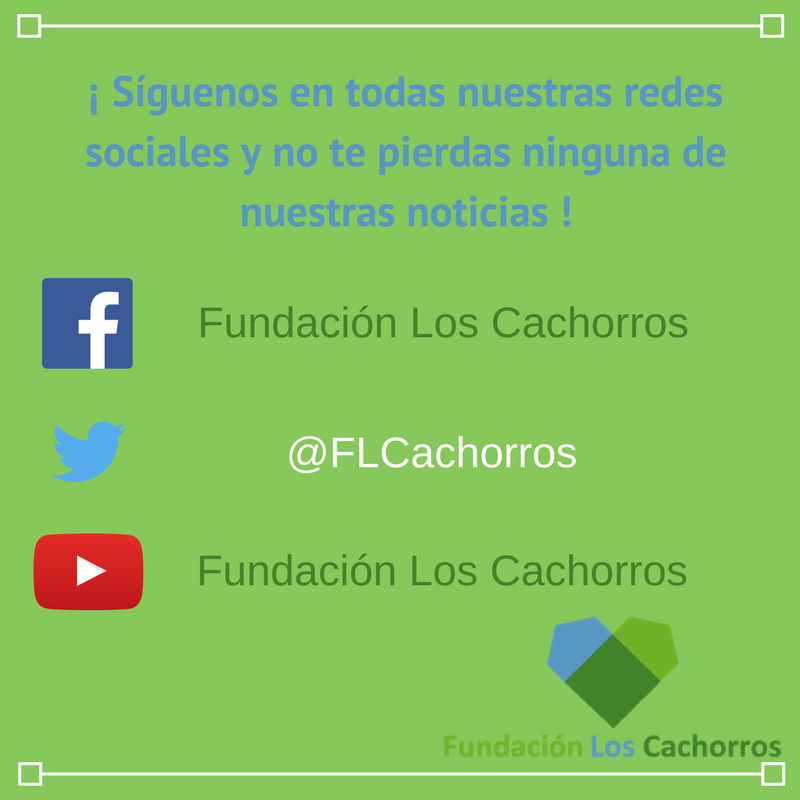 FLCachorros's tweet photo. ¡ Síguenos en nuestras otros redes sociales y no te pierdas nada de nuestras noticias !
Facebook : https://t.co/kho6EVB67x
 Youtube : https://t.co/qPgbkzUG1L https://t.co/Fu9fNxM5wA