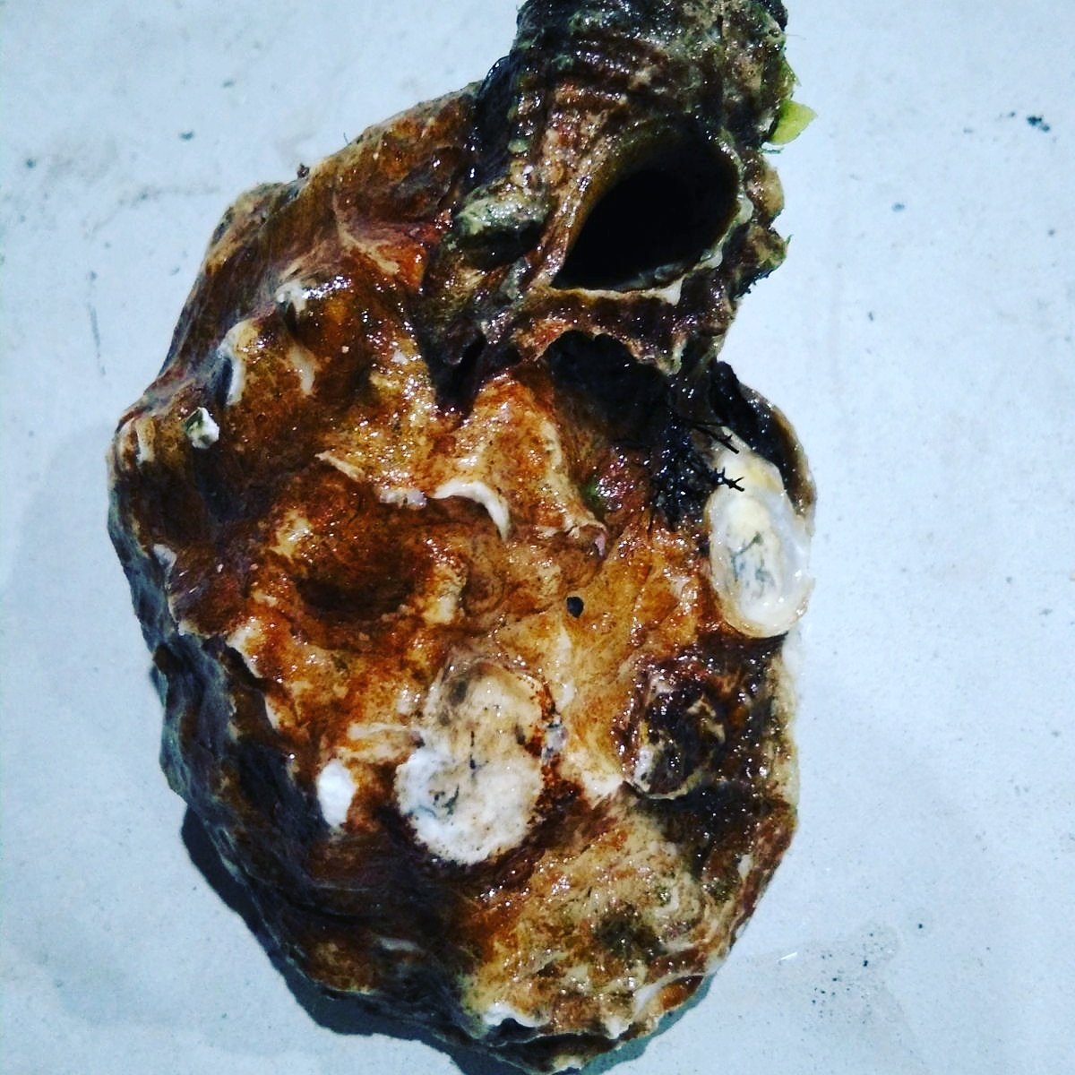 El origen de la ostra.