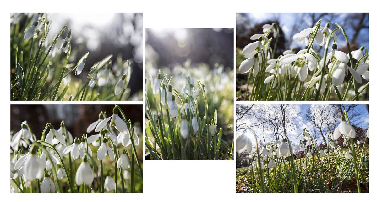 TraceyWhitefoot's tweet photo. Study of Snowdrops :) 
A fun morning photographing the stunning Snowdrops at Hodsock Priory today. #lovenotts #snowdrops2018 #snowdrops #spring #hodsockpriory https://t.co/xEBDiqqFQa