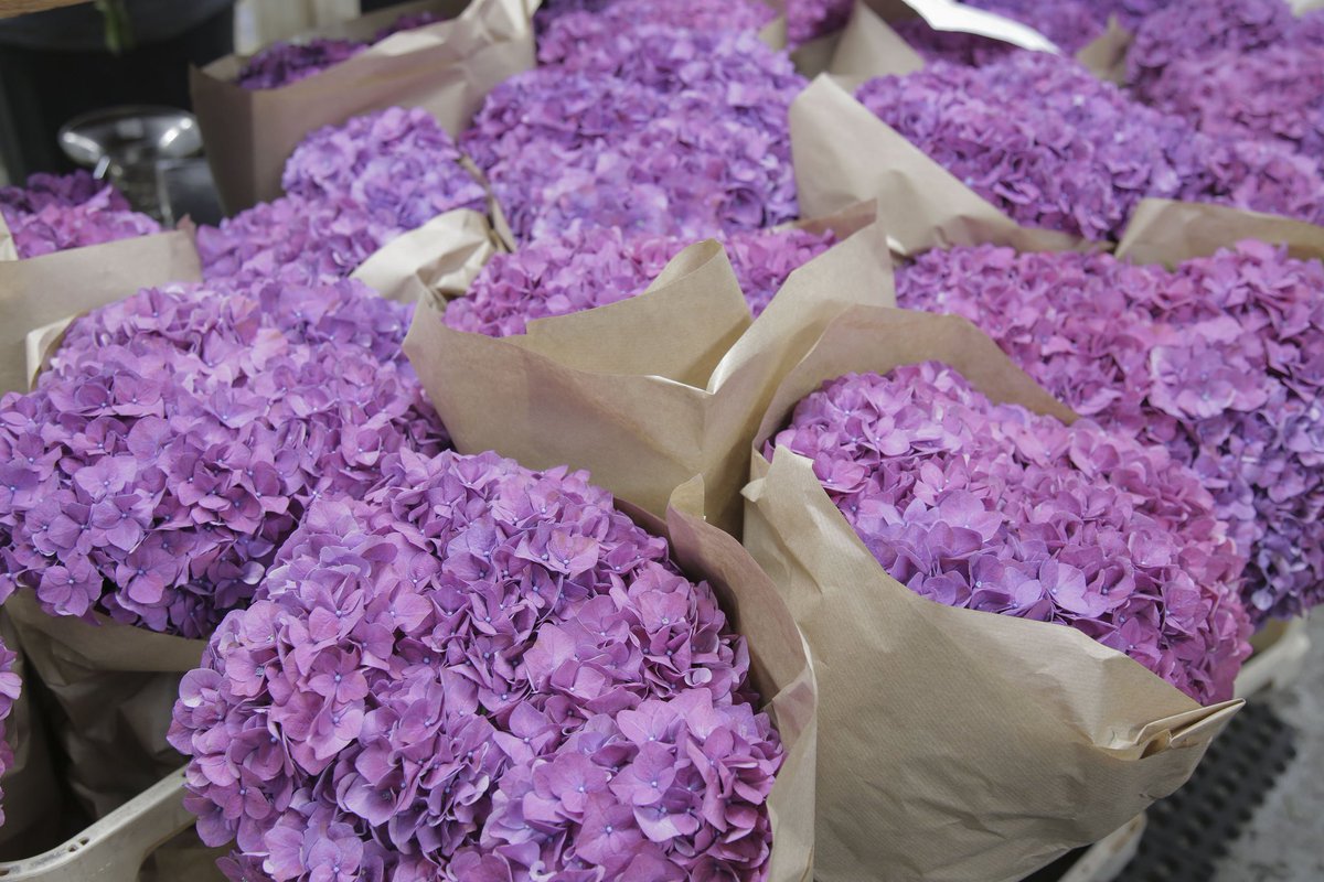 mcqueensflowers's tweet photo. Over on #McQueensTheBlog, we reveal our top flowery tips in 'Tricks of The Trade: Our Top Flower Hacks' 🌷✂️🌟  https://t.co/z8kNsI7LlZ https://t.co/UYqCxBVexH