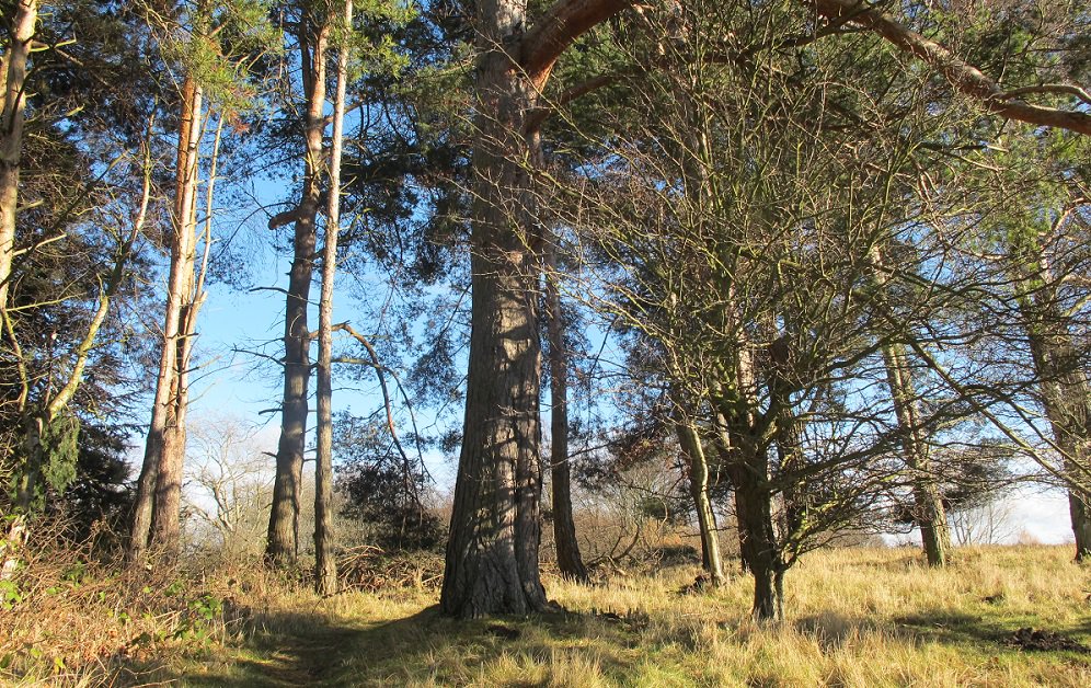 DurhamCouncil's tweet image. Want to help protect #CountyDurham&apos;s woodland? Volunteers are needed to help Woodland Trust&apos;s #Observatree project, which aims to protect our woods from #TreePests and diseases: ow.ly/zPyB30ipJme