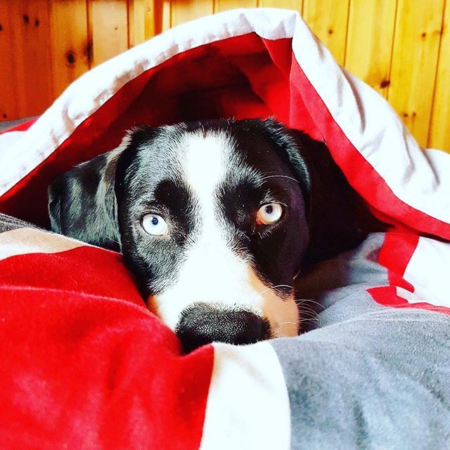 “I believe it's our loss of connection with our instinctual side that prevents us from being effective pack leaders for our dogs. Perhaps it's also why we also seem to be failing at being positive guardians of our planet.” - Cesar Millan
・・・
📸 credit… ift.tt/2Eu4sjw