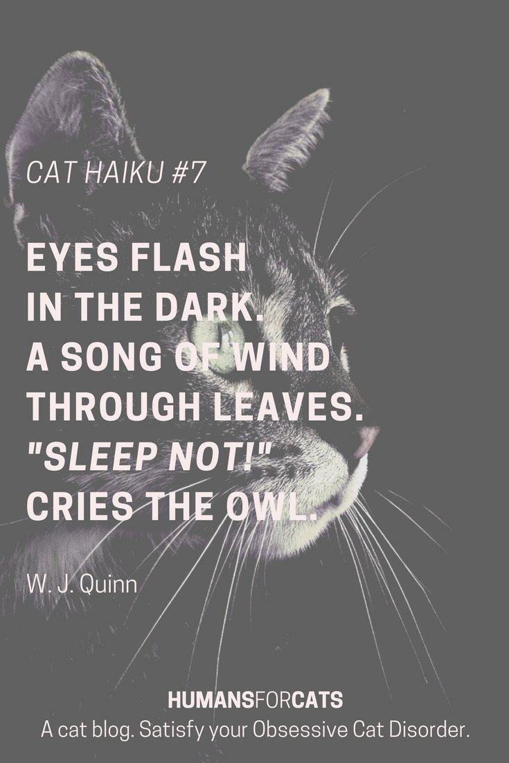 HumansForCats's tweet photo. Haiku #7 A flash in the dark https://t.co/P6ac65cat0 https://t.co/4wGHeYQ3rb