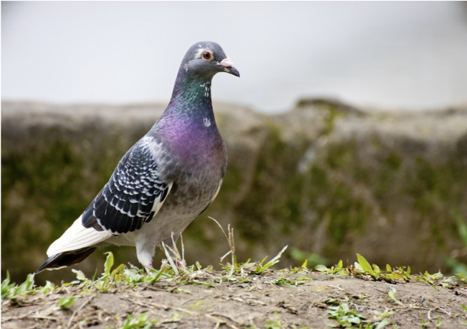RaptorAlliance's tweet photo. Did you know a world #record was set when a high velocity #pigeon shattered the previous #world record for fastest completion of a pigeon flight. The impressive bird reached speeds up to 98 mph during the 3 hour #journey. #homingpigeons #racingpigeons #worldrecord https://t.co/Khfn1hVv4X