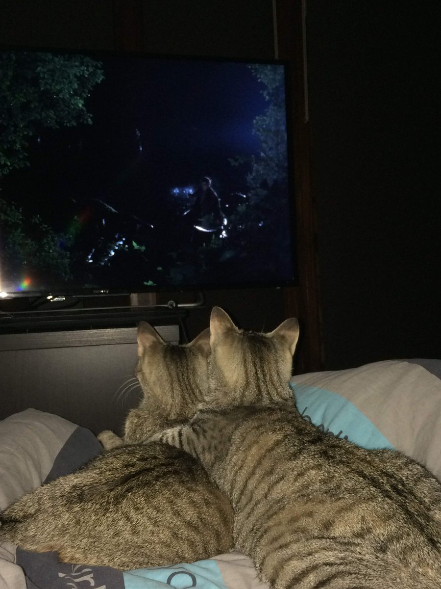 Terracid tweet media