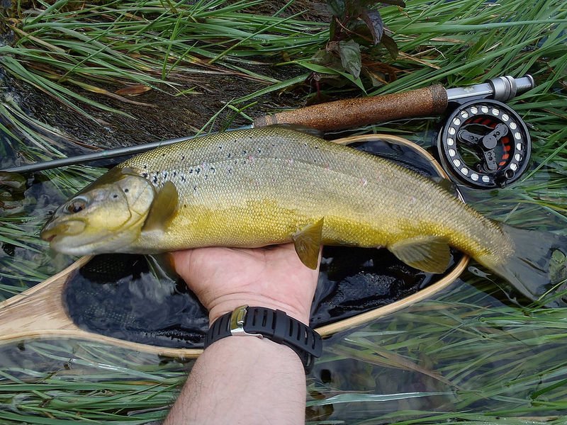 Beutiful Softmouth trout from river Neretva, Bosnia&amp;Herzegovina
#FlyFishing