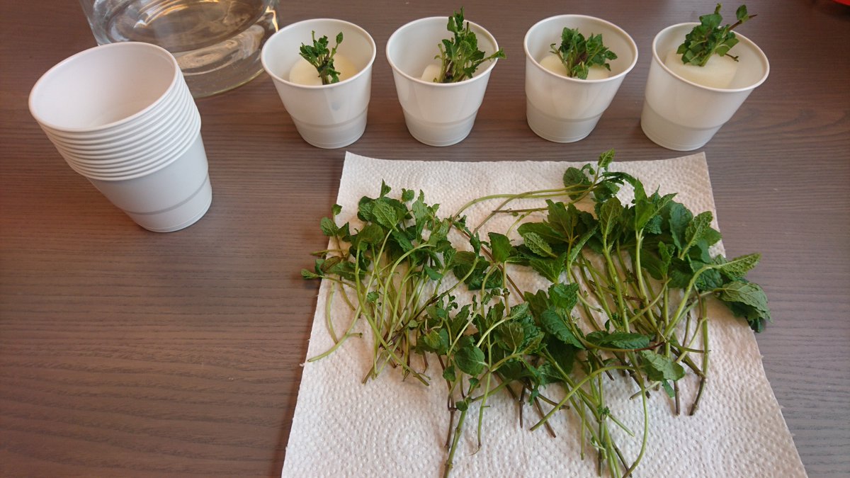 BySpire's tweet photo. Today we´re preparing mint cutlings for our first plant-buying customer i Norway. A joyful milestone in the BySpire journey. https://t.co/FridF7yMp5