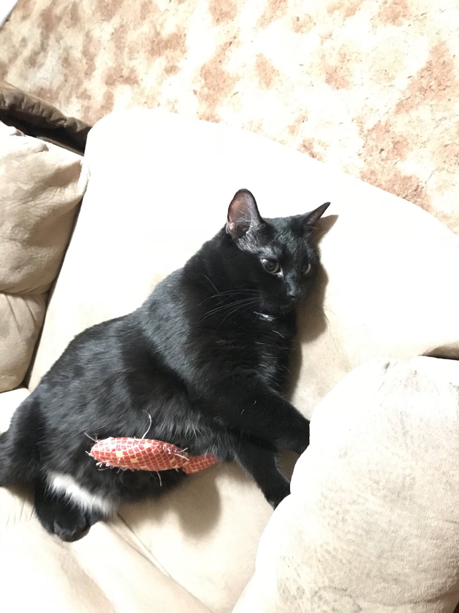 halincath's tweet image. Woke this morning and she cuddle with her favorite fish toy..