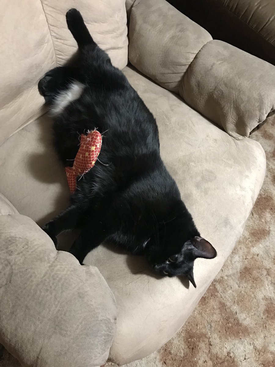 halincath's tweet image. Woke this morning and she cuddle with her favorite fish toy..