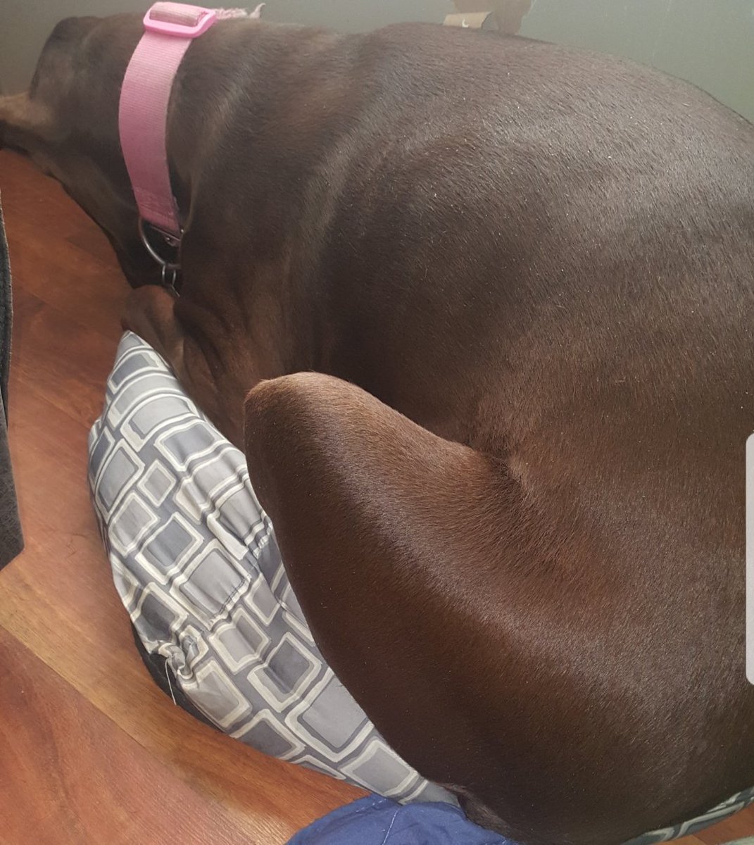 When your 120lb doberman thinks she can fit in a dog bed made for 15lb dog. Lmao. #indenial, #bigdork