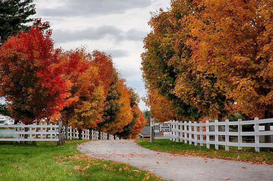 My idea of a great road, Rows Of Maples In Fall Colors by Jeff Folger buff.ly/2Etkuu4 #naturalnewengland #massachusetts #naturelovers #nature #instanature #farming #rural #lifestyle #newengland #scenesofma #scenicma #scenesofnewengland #ignewengland