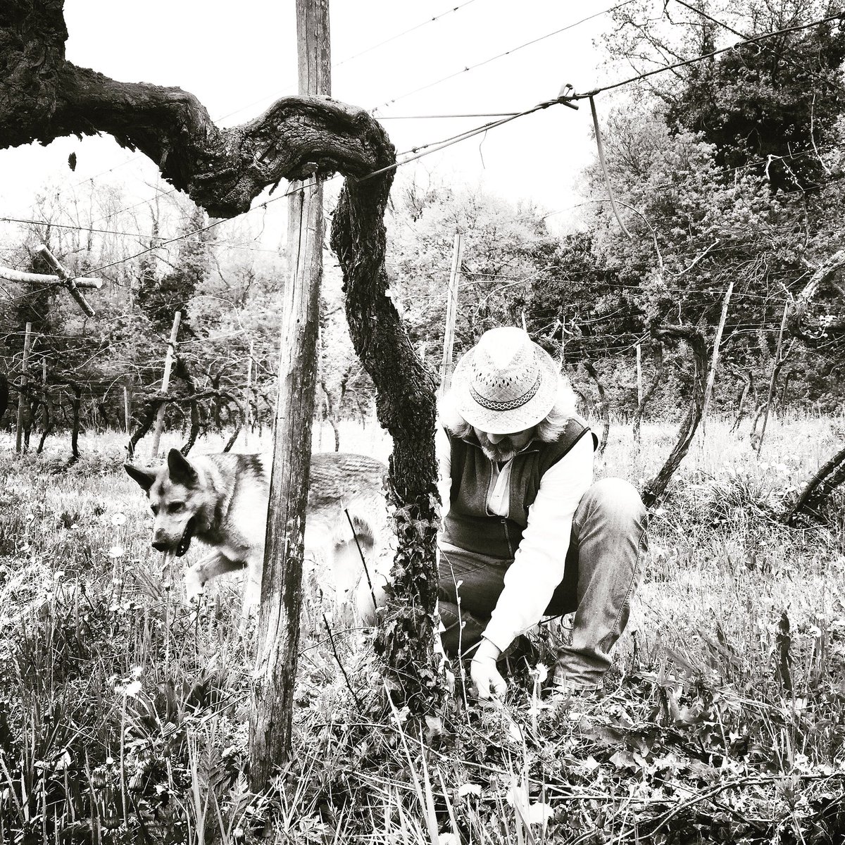 #castelcerino in bianco e nero #filippi #garganega #filippofilippi #soavewine #volcanicwine #vignedellabra #monteseroni