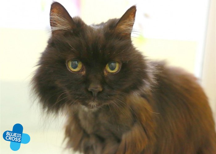 Beautiful Philippa was found wandering the streets all alone and now she's in search of a home. Despite her sad past the 14-year-old girl is a lovable lap cat who adores a fuss. Can you give her the life of comfort that she deserves? bluecross.org.uk/pet/philippa-2…