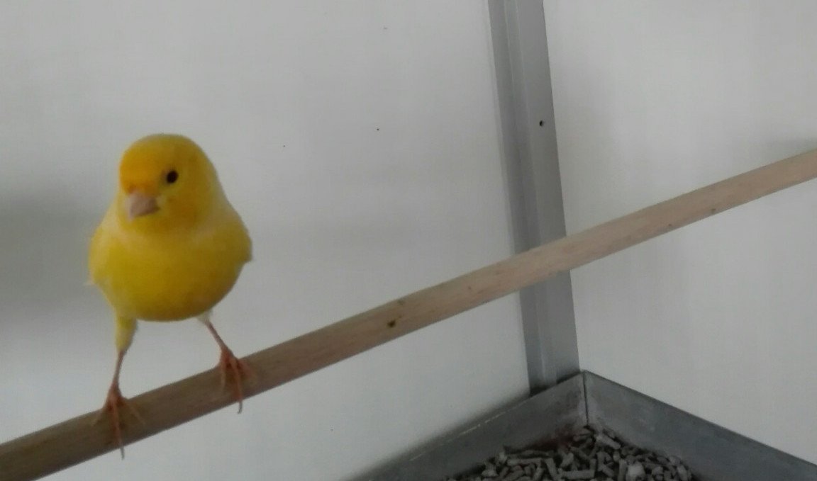 ikzoekbaas's tweet photo. Kanari Tweety | Vrouwelijk | Leeftijd onbekend | Zangvogel | https://t.co/xja8gts9nK https://t.co/Zb0UCO1K4O