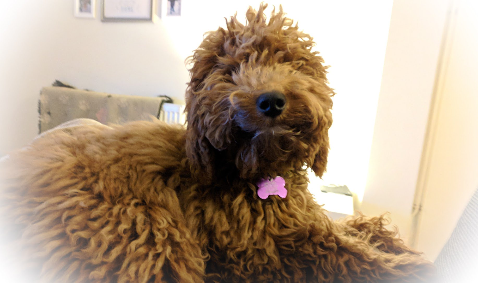 Raffles hotsell puppy farm