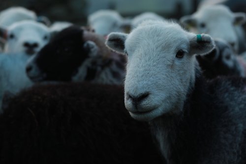 A hardy herdwick. Filming continues for <a href="/DogAndStick/">Dog&Stick</a> forthcoming feature documentary bantamfilms.com/a-dog-and-a-st… #LakeDistrict #Cumbria #Filmmaking #Documentary