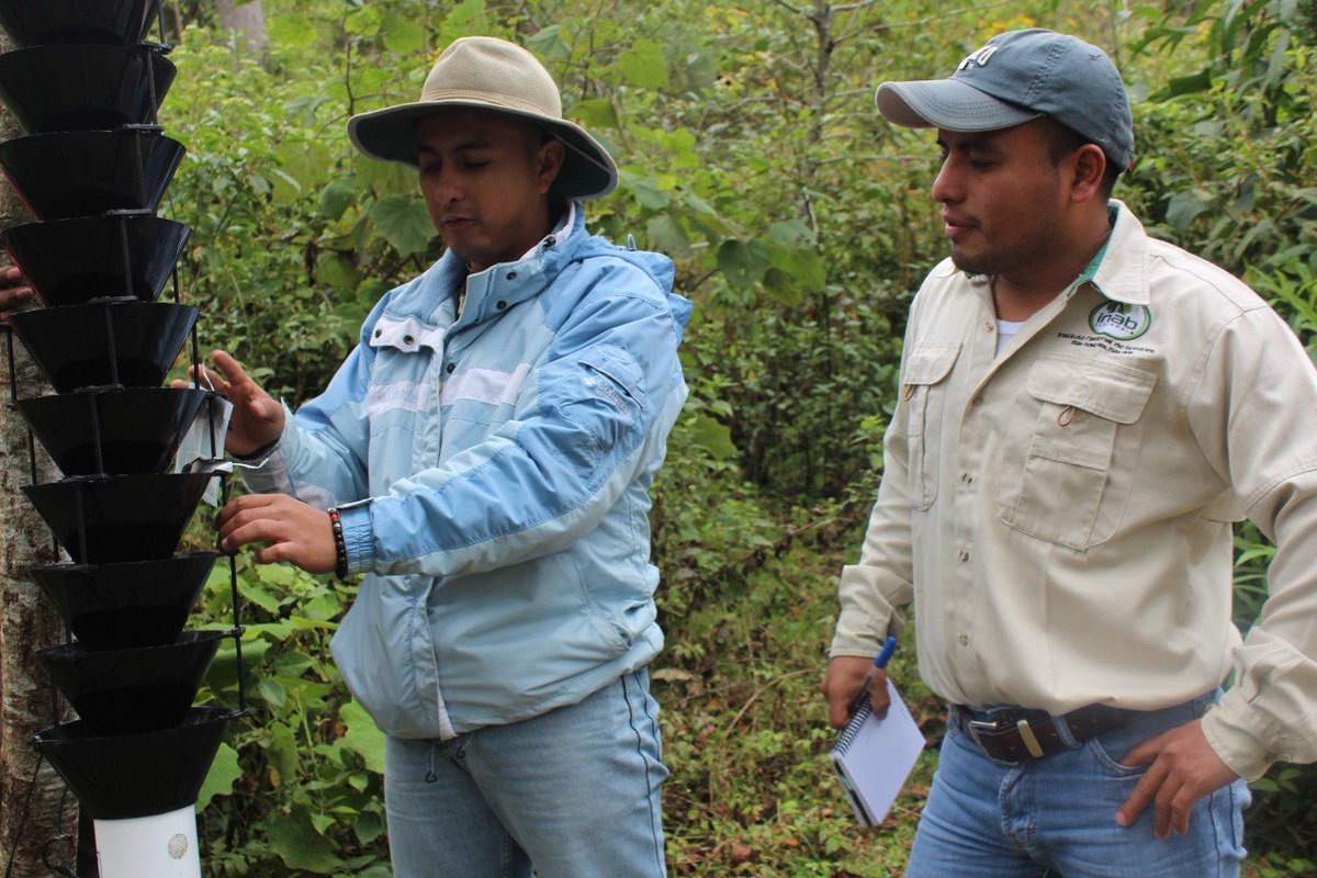 inabguatemala's tweet image. #INAB realiza toma de muestras en trampas de gorgojo de pino, instaladas en los bosques de Tecpán Guatemala y  San Martin Jilotepeque en Chimaltenango, esto con el objetivo de monitorear al insecto, su comportamiento e incremento durante el año.

#INABRegiónV #PROFOR