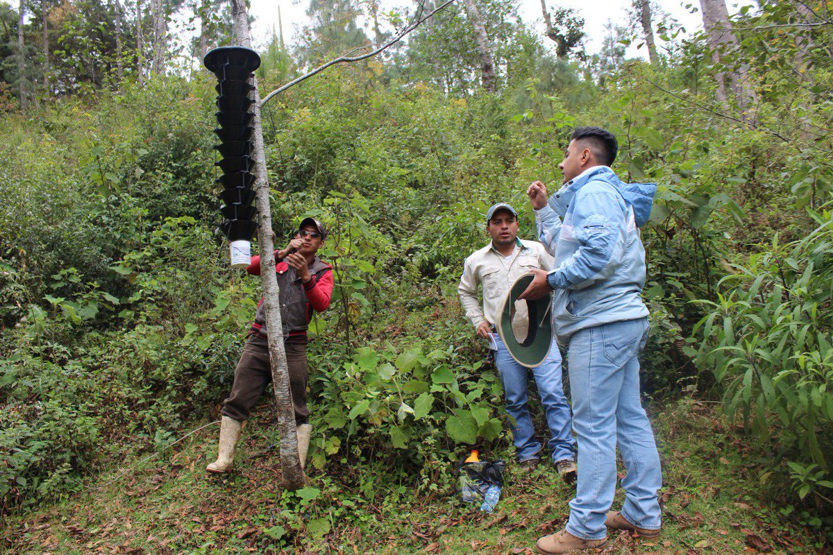 inabguatemala's tweet image. #INAB realiza toma de muestras en trampas de gorgojo de pino, instaladas en los bosques de Tecpán Guatemala y  San Martin Jilotepeque en Chimaltenango, esto con el objetivo de monitorear al insecto, su comportamiento e incremento durante el año.

#INABRegiónV #PROFOR