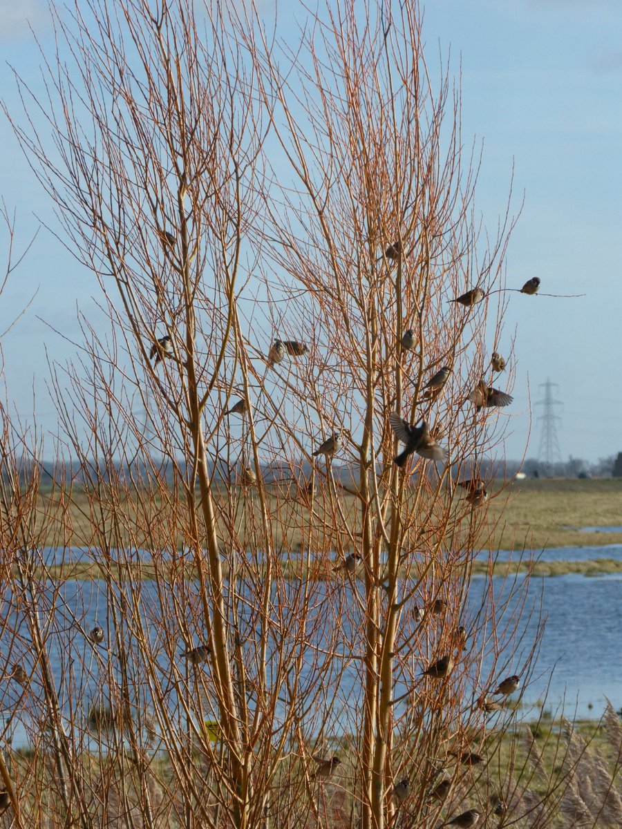 SHookway88's tweet photo. And finally the link to my blog about visiting @WWTWelney for the first time, including four new 'life species' for me! https://t.co/dyTfnKIMqf #Winterwatch @AFONature @WildlifeMag #LocalPatchReporters https://t.co/ufziOkytXn
