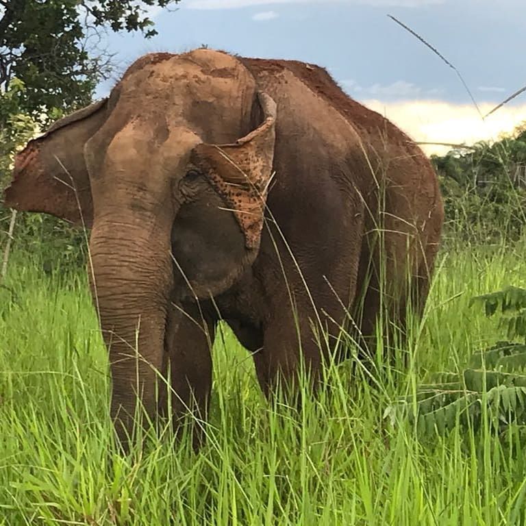 GlobalElephants's tweet photo. Beautiful, Happy Girl #Guida
#happyflaps #beauty #elephant #elephants #elefantes #elephantsanctuary #sanctuary #elephantsanctuarybrazil https://t.co/gVgqZ412zD https://t.co/n55wvJyJqi