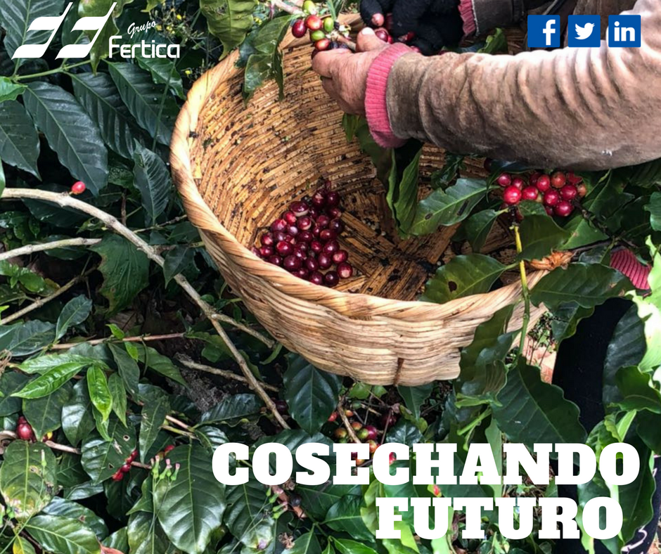 GrupoFertica's tweet photo. Junto a ustedes cosechamos futuro en #Centroamรฉrica Gracias por preferir nuestras fรณrmulas quรญmicas #CalidadInsuperable #OrgullososDeSerCaficultores Feliz jueves ๐ https://t.co/cvBu3MwCGp