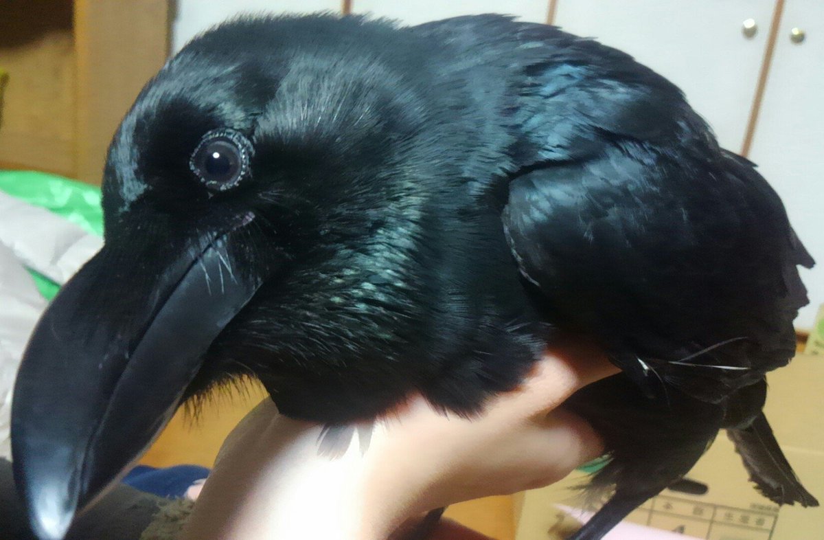 カラス用アカウント くちばし削りました
