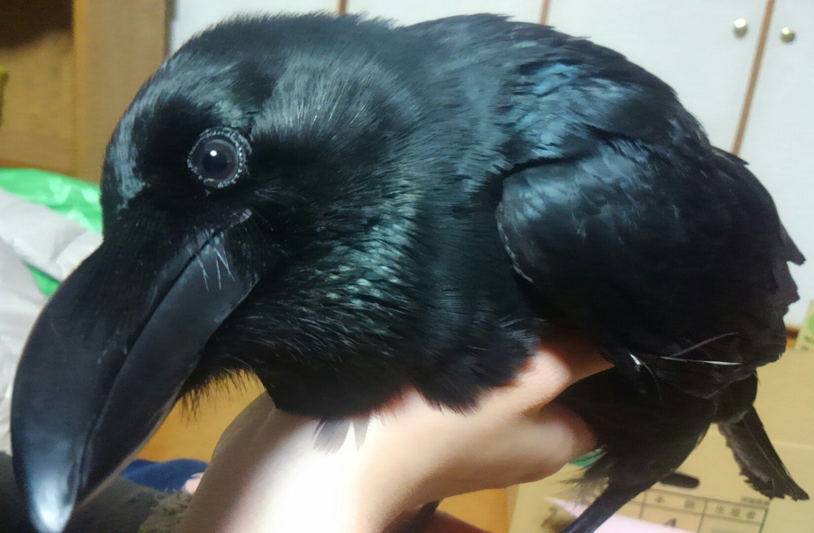 画像をダウンロード カラス くちばし カラス クチバシ 画像をダウンロード カラス くちばし カラス クチバシ