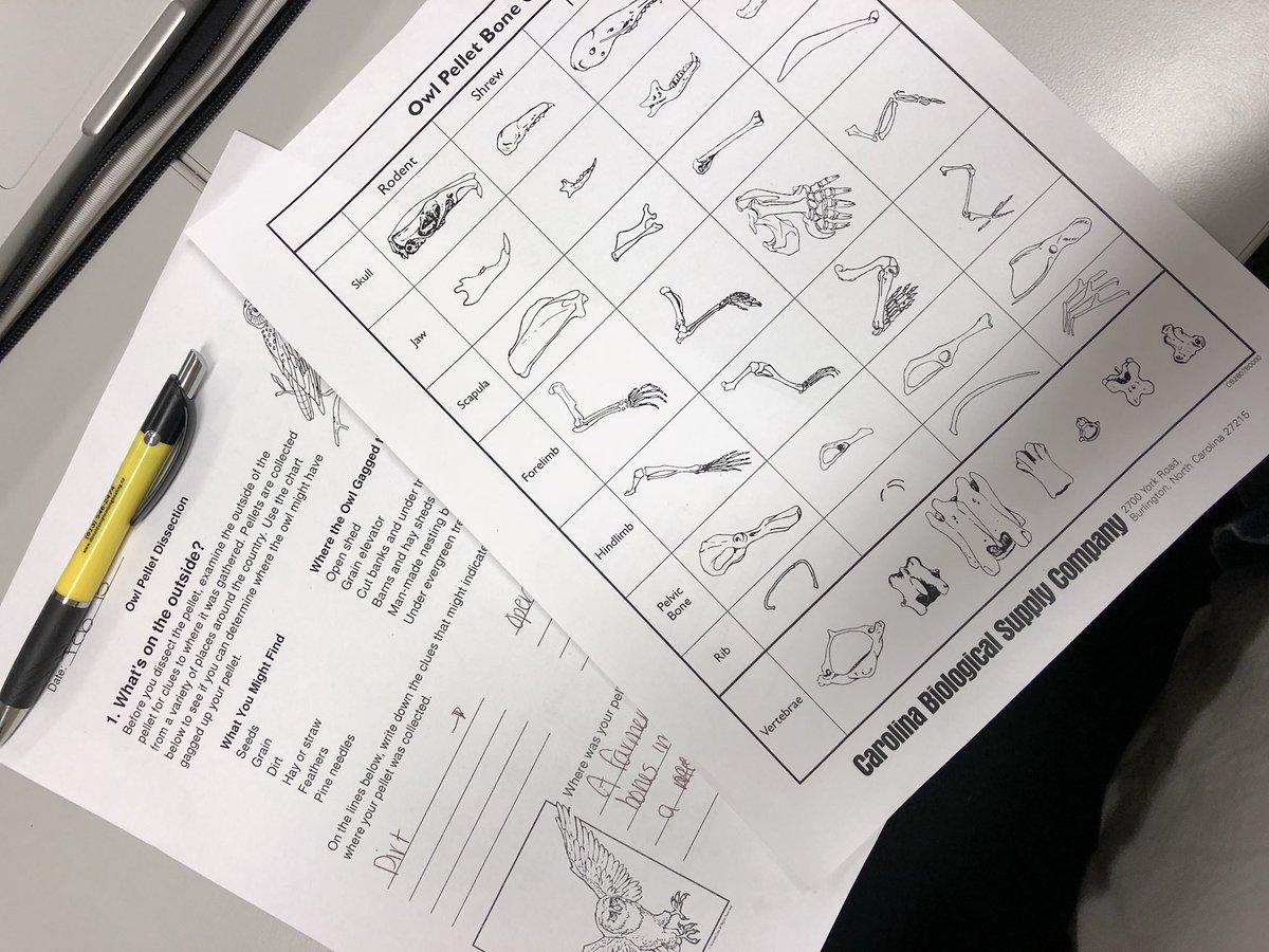 MsCatherine_R's tweet photo. Science fun!! Dissecting owl pellets, what do you see? #sciencerules @uOttawaBEd https://t.co/rahQYEuou3