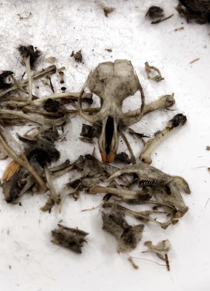 Science fun!! Dissecting owl pellets, what do you see? #sciencerules <a href="/uOttawaBEd/">uOttawa B.Ed.</a>