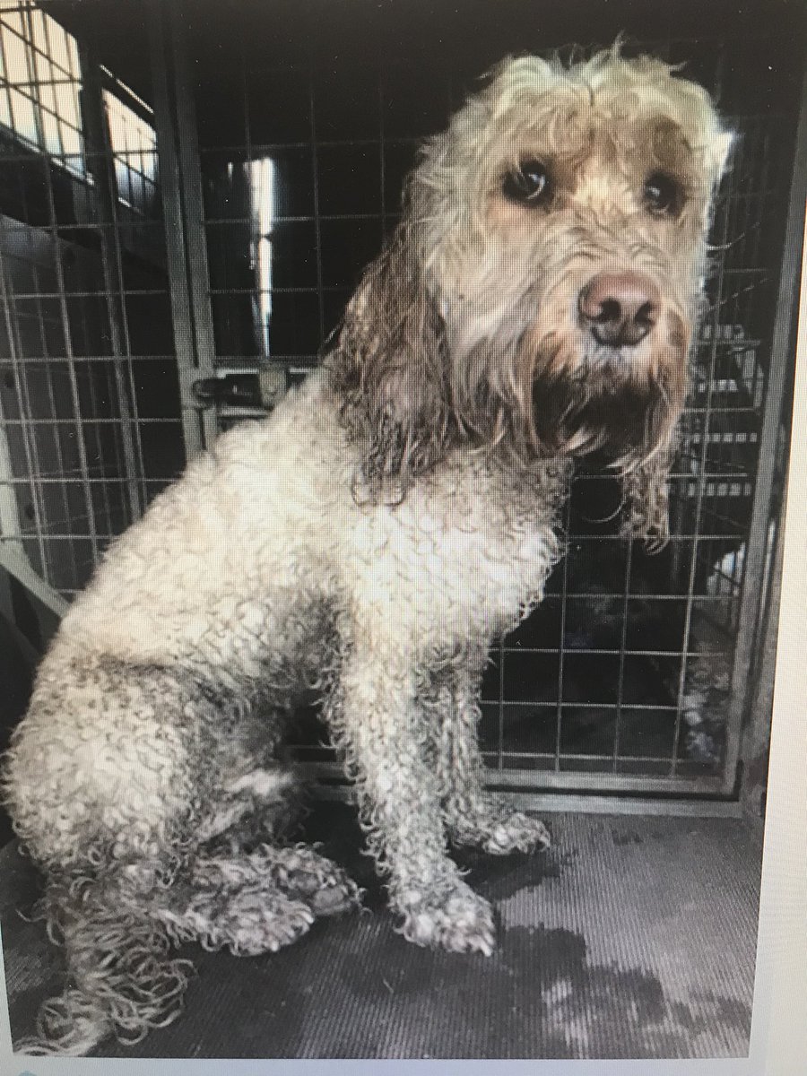 Baileycockapoo's tweet photo. Ooops ! https://t.co/f3EHxh8WO7