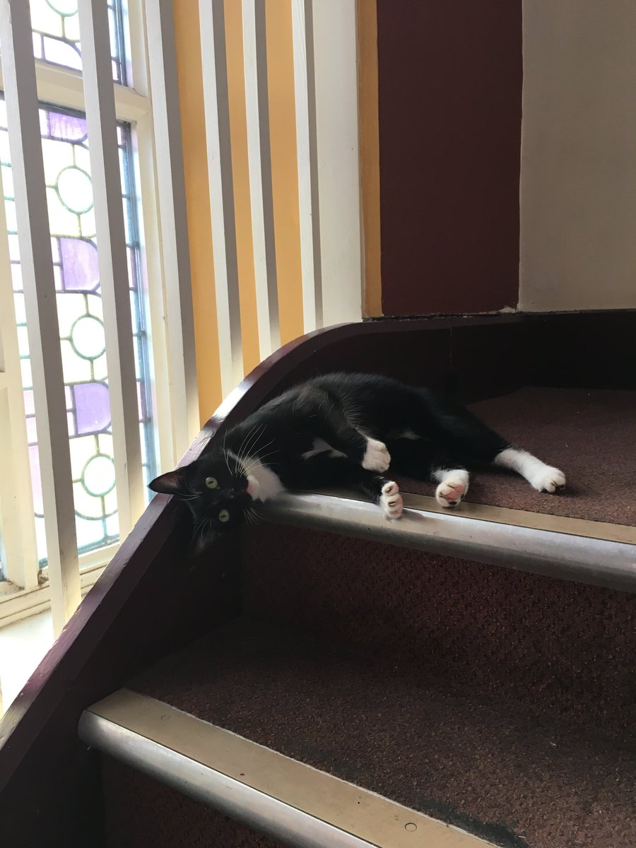 AcornPZ's tweet photo. The Acorn welcomed a very friendly visitor to our Box Office this morning π± #cornishcat #CatsOfTwitter https://t.co/qb9CO7uYL3