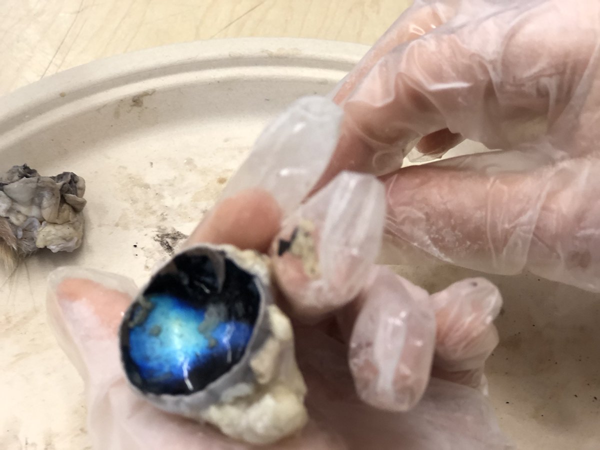 Melgecko's tweet photo. Sheep eyeball dissection. Kids take a concrete look at what they have been studying in books @Team_5Khan https://t.co/uXWmf1ORfU