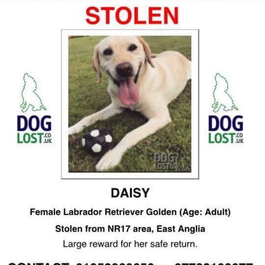 EmmaSearchForD1's tweet photo. How about a thoughtful Thursday retweet4these two missing dogs plz @rickygervais ??Daisy is from Old Buckenham Norfolk NR17+Jet from Huntingdon PE28๐พ. Families are distraught as u can imagine we need to find them asap๐ #FindStolenDaisy #findmissingjet https://t.co/QJ6XFB3jYa