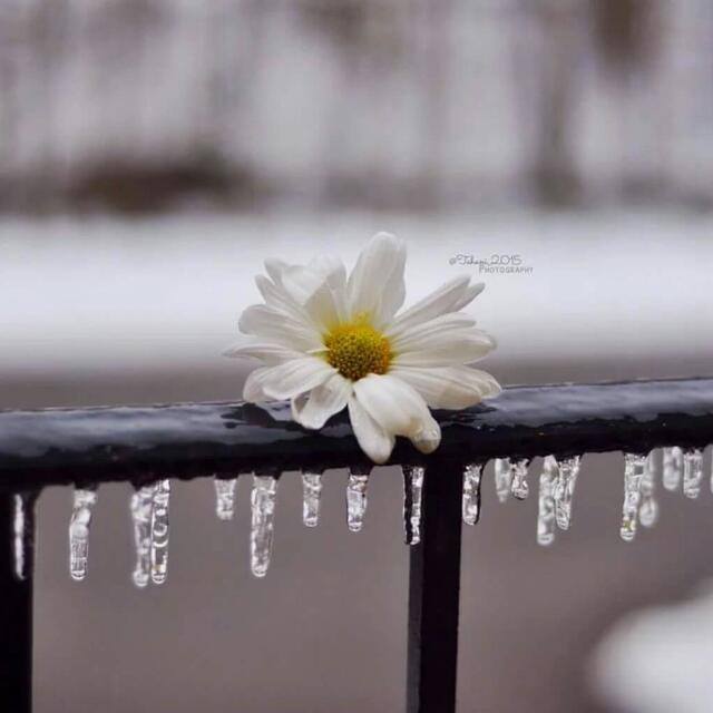 whiteGoory's tweet photo. ذاك هو قلب الحبيبة 
إذ يحتضنك وحزنك والقصيد
يرتضي أن تسكنه 
وحدك ولا شريك https://t.co/TH4V0ULiyF