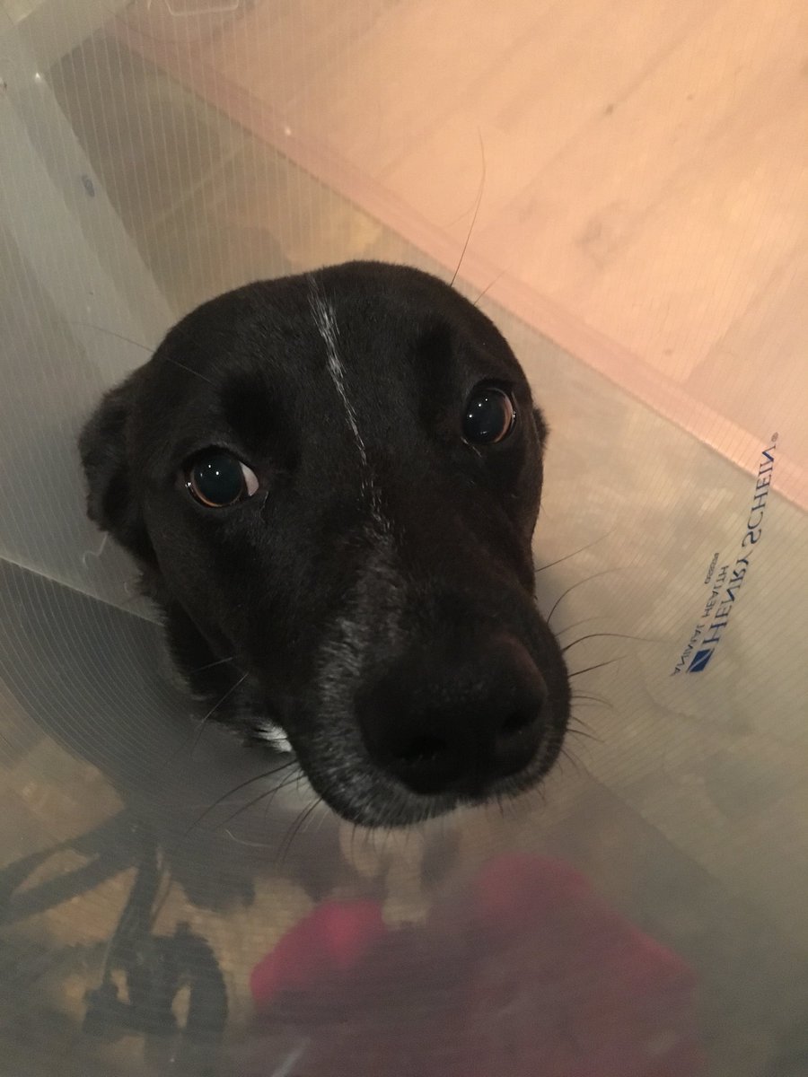 WeAreTeamSniff's tweet image. Mayo's sweetest eyes! #dogsofseattle ~ Paula