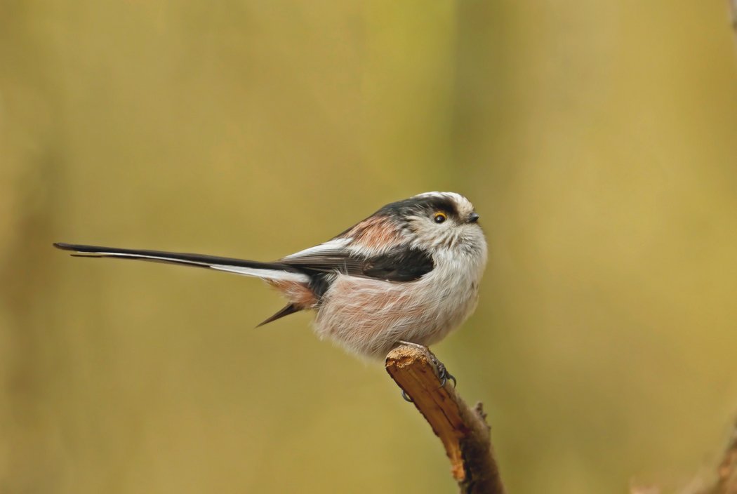 RT @johncaswell7: Long Tailed Tit @WorcsWT @WoodlandTrust @jessops @wildlife_uk