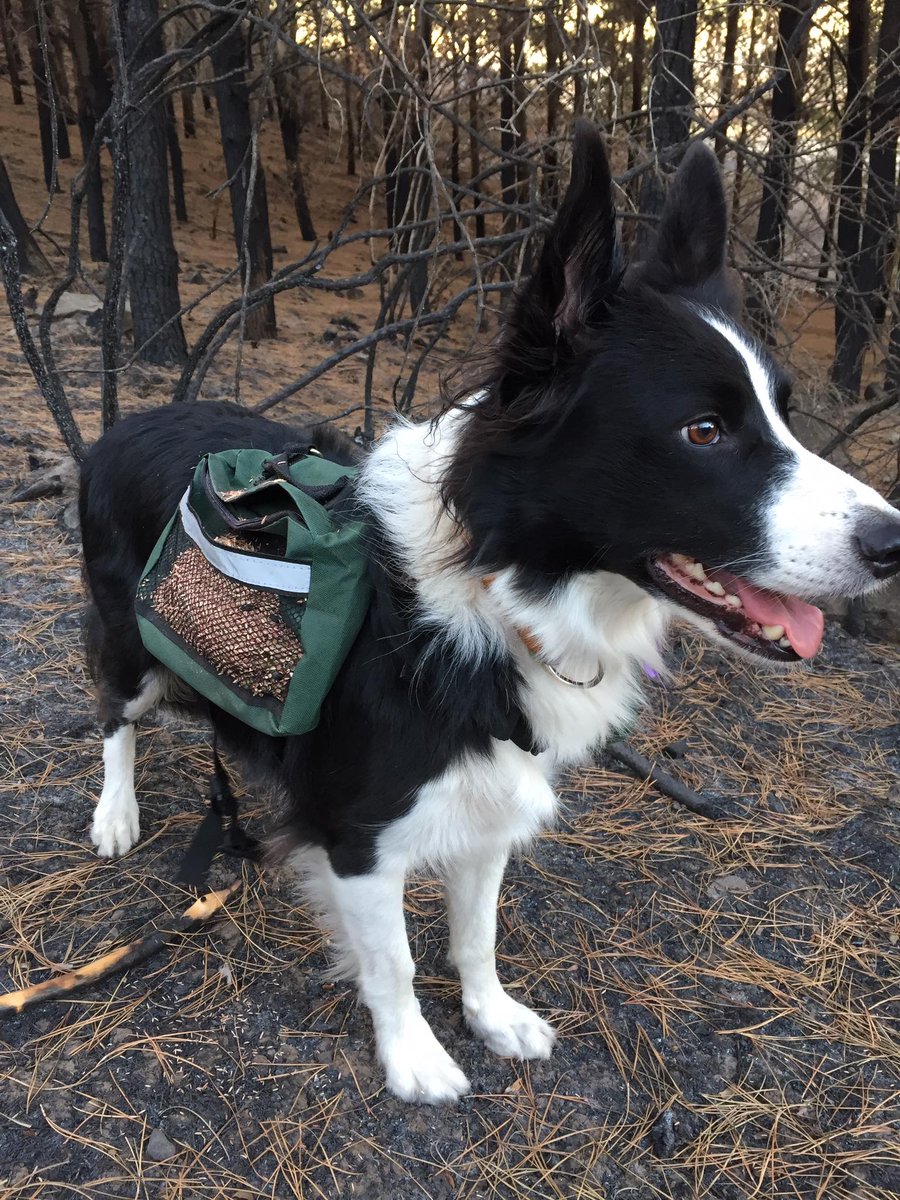 Border Collie Backpack Border Collie Backpack