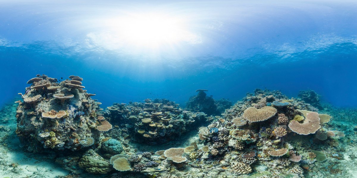 B.e.a.utiful high-res images free to use (non-commercially) from @Ocean_Agency all in aid of #coralreef #conservation coralreefimagebank.org #IYOR2018