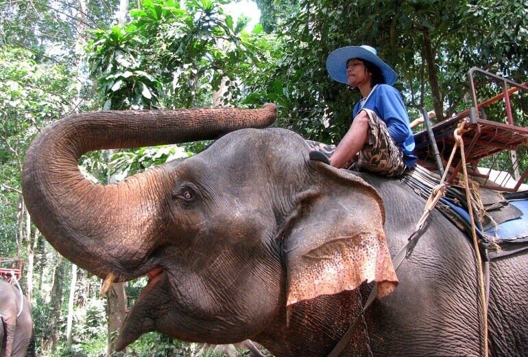 PETAUK's tweet image. Say NO to elephants being beaten and bullied into giving tourists rides 🐘😠petauk.org/noelephantrides