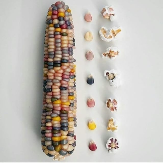 Slow Food USA tweet media